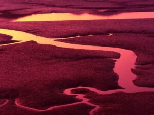 foreshore, ocean, low tide, mudflat, nature, water, glow, as the number of, pattern, blood vessel, pattern, pattern, pattern, pattern, pattern, blood vessel
